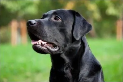 Ce palier est comme le poil du labrador :