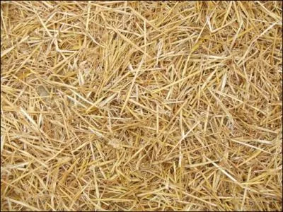 Comment s'appelle cet aliment :