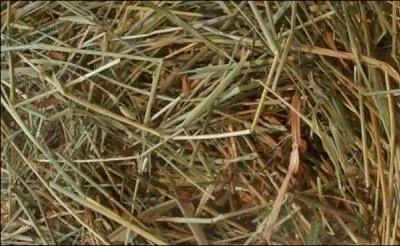 Comment s'appelle cet aliment :