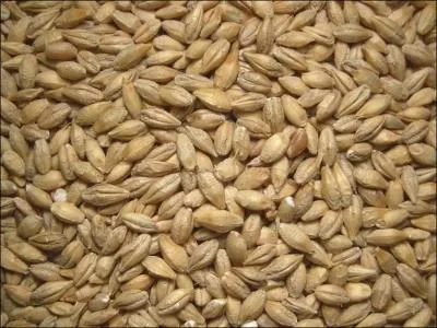 Comment s'appelle cet aliment :