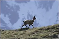 Le chamois est aux Alpes, ce que l'isard est aux Pyrnes.