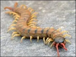 Orthographe et animaux : sa morsure est trs douloureuse et certains spcimens atteignent 40 cm de long. Quelle est cette espce de myriapodes ?
