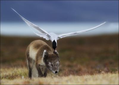 Lorsque le renard polaire (en tenue d't) vient rder prs de son nid, la sterne n'a pas d'autre alternative que l'... !