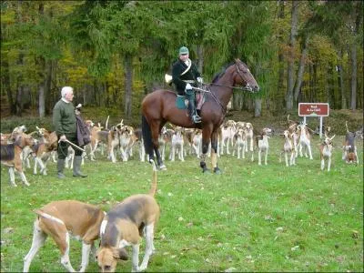 Les sangliers se vautrent dans la boue, dans un lieu appel :