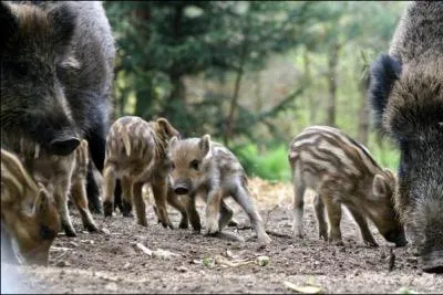 Comment nomme-t-on encore cette chasse ?