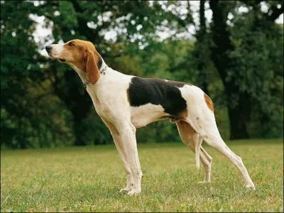 Quelle race de chiens utilise-t-on ?