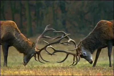 Comment le tue-t-on ?