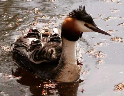 Pour terminer, je ne saurais trop vous conseiller d'aller visiter la Fort de Tronais, vous y rencontrerez peut-tre au bord de l'un de ses 5 tangs :