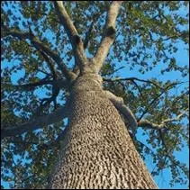 Cette fort tait trs visite pour son chne tricentenaire. Il fut abattu et vendu en 2005. Que fit-on de son bois ?