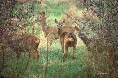 Beaucoup d'animaux vivent dans cette fort, cerfs, sangliers, chevreuils et bien d'autres. Quel nom donne-t-on  la femelle du chevreuil ?