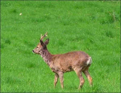 Le chevreuil mle est un :