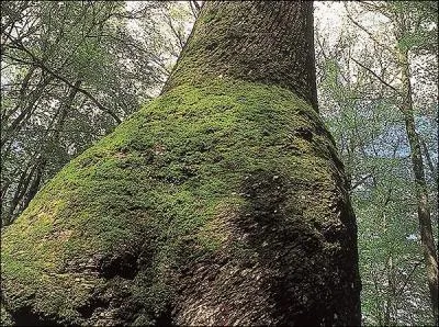 Comment nomme-t-on un jeune chevreuil , de la naissance  l'ge adulte, dans l'ordre.