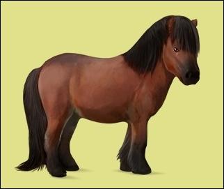 [QCM] Quelle est la race de ce cheval ?