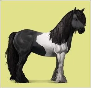Quelle est la race de ce cheval ?