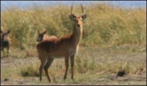 Robuste antilope des prairies humides du sud de l'Afrique centrale, elle prsente des marques noires sur les pattes avant. Seul le mle a des cornes. Quel est ce bovid ?