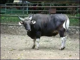 Originaire du Sud-Est asiatique et domestiqu localement pour le trait, ce bovid brun porte des taches blanches sur les pattes, le museau, l'arrire-train et les yeux. Quel est ce bovid ?