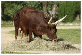 Ses normes cornes, pouvant atteindre 1, 8 m et trs robustes, l'aident  lutter contre la chaleur. Quel est ce bovid ?