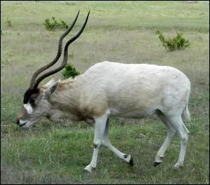 Cette antilope saharienne a deux longues cornes de deux ou trois spires. Quel est ce bovid ?
