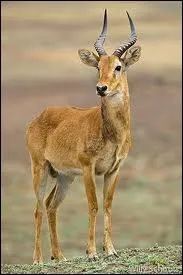Natif du sud de l'Afrique centrale, il est proche du cob mais il est plus petit et plus trapu. Quel est ce bovid ?