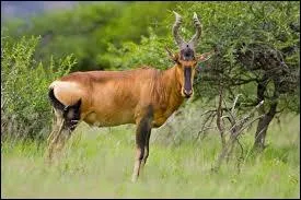 Cette grande antilope  face allonge vit dans les prairies de l'Est africain. Il en existe plusieurs sous-espces, diffrant par la couleur et par la forme des cornes. Quel est ce bovid ?