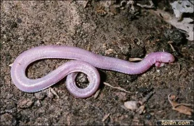 Vous avez peut-tre vu ce truc bizarre dans  Alien , mais srement pas sur terre !