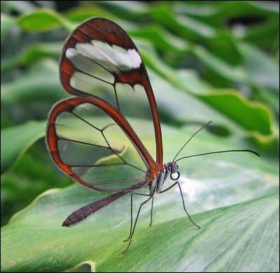 D'aprs vous, ce papillon est-il rel ou ne sort-il que de mon imagination ?