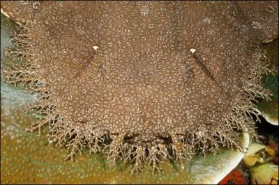 J'ai une sympathie particulire pour cet animal, normal, on l'appelle le requin tapis !