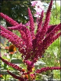 Quelle plante ornementale aux fleurs rouges groupes en longues grappes est aussi appele queue-de-renard ?