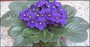Quelle plante originaire de Tanzanie est aussi appele violette africaine ou violette du Cap ?