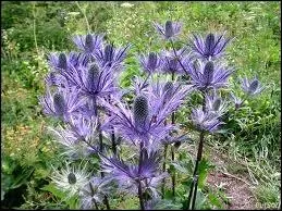Quelle plante des terres incultes et des sables littoraux est aussi appel chardon bleu ?
