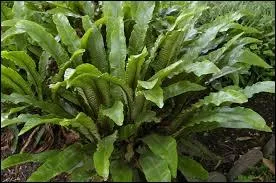 Quelle fougre  feuilles coriaces qui crot sur les rochers, les vieux murs est aussi appele langue-de-cerf ?