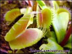 Quelle plante carnivore dont la feuille borde de longs cils et tapisse de poils scrtant un liquide visqueux emprisonne les insectes est aussi appele attrape-mouche ?