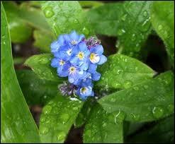 Quelle plante  fleurs bleues est aussi appele oreille-de-souris ?