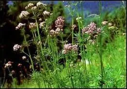 Quelle plante sdative est aussi appel herbe-aux-chats parce que son odeur attire ces animaux ?