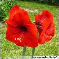 Quelle plante originaire d'Afrique du Sud est aussi appele lis saint-Jacques ?