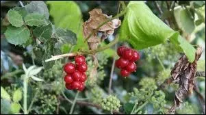 Quelle plante grimpante  petits fruits rouges vif et toxiques est aussi appele herbe aux femmes battues ?