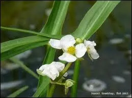 Quelle plante aquatique herbace  feuilles ariennes en forme de fer de flche est aussi appele flche d'eau ?