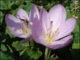 Quelle plante des prs vnneuse est aussi appele tue-chien ?