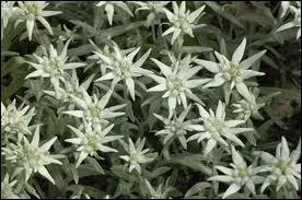 Quelle plante poussant dans les montagnes d'Europe occidentale  partir de 1500 m est aussi appele toile-d'argent ou immortelle des neiges ?