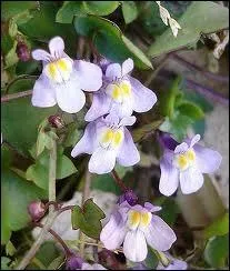 Quelle plante commune sur les vieux murs est aussi appele ruine-de-Rome ?