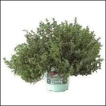 Le mot commence par : Pa ...