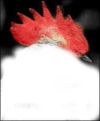 Le mot commence par : Pa ...