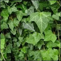 Le mot commence par : Pa ...