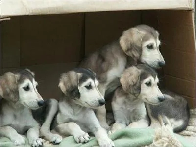 On dit que ces chiens sont...