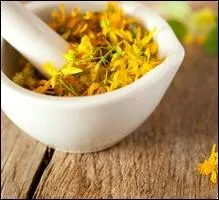 Quelle est cette plante vivace rpute pour ses effets antidpresseurs ?