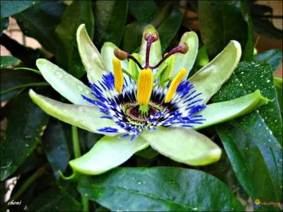 Quelle est cette belle plante qui aime surtout les climats doux ?