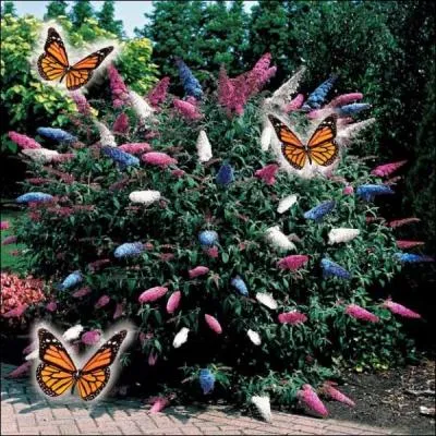 Quel est le nom de cet arbre appel aussi  Arbre  papillons ?