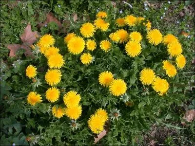 Comment se nomme cette plante qui stimule la vsicule biliaire ?