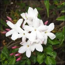 Quelle est cette plante  fleurs rpute pour calmer la tension nerveuse ?