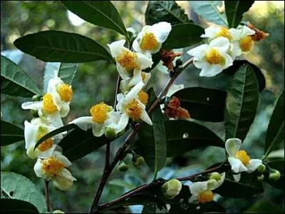 Pendant sa sieste, les feuilles d'un thier avoisinant, (... ) par un doux (... ), virevoltrent dans sa tasse.